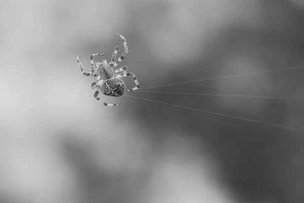 Kruisspin Zwart Wit Een Spinnenweb Zoek Naar Prooi Wazige Achtergrond — Stockfoto