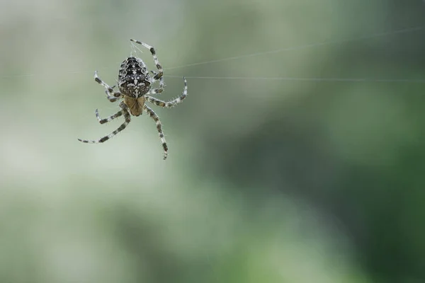 交叉蜘蛛爬在蜘蛛丝上 万圣节恐惧 模糊的背景 昆虫中有用的猎手 Arachnid 野外的动物照片 — 图库照片