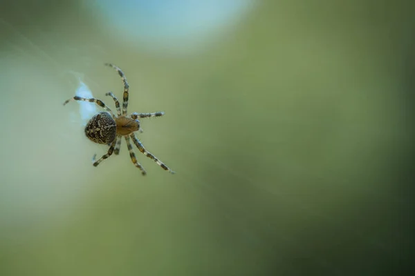 Σταυρωτή Αράχνη Που Σέρνεται Κλωστή Αράχνης Απόκριες Θολή Ιστορία Ένας — Φωτογραφία Αρχείου