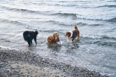 Goldendoodle ve Avustralya çoban köpekleri denizde oynuyorlar. Suyun içinde çok eğlenerek eğlenmek. Kumsalda bir hayvan resmi.
