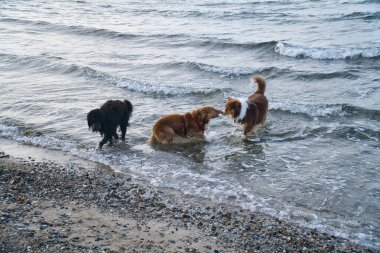Goldendoodle ve Avustralya çoban köpekleri denizde oynuyorlar. Suyun içinde çok eğlenerek eğlenmek. Kumsalda bir hayvan resmi.