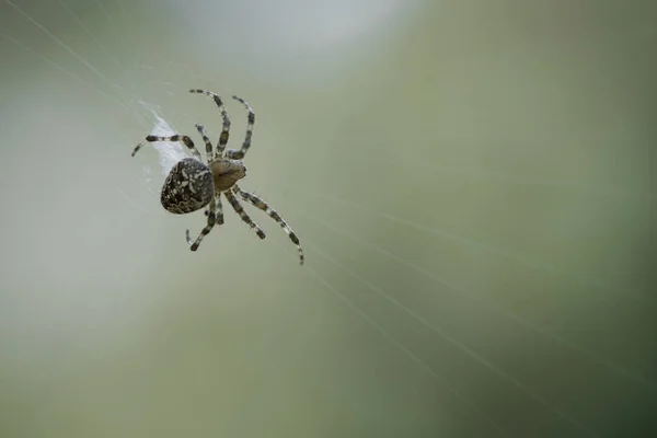 Kereszt Pók Egy Pókhálóban Zsákmányt Keresve Homályos Háttér Hasznos Vadász — Stock Fotó