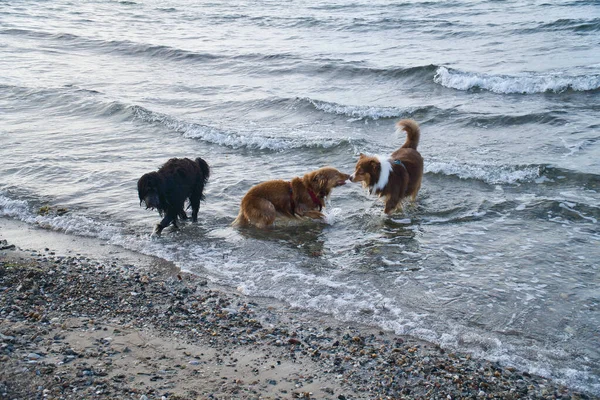 Goldendoodle Και Αυστραλίας Shepherd Σκυλιά Που Παίζουν Στη Θάλασσα Γλείφοντας — Φωτογραφία Αρχείου