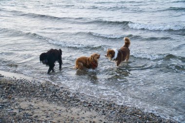 Goldendoodle ve Avustralya çoban köpekleri denizde oynuyorlar. Suyun içinde çok eğlenerek eğlenmek. Kumsalda bir hayvan resmi.