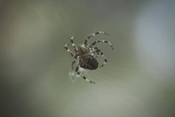 Keresztbe Lőtt Pók Mászott Egy Pók Fonalon Halloweeni Rémület Homályos — Stock Fotó