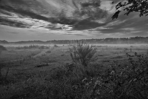 丹麦的一块荒地被白纸黑字地打得片甲不留 浓雾弥漫在草地和石南上 在沙丘前 树木和云彩笼罩着神秘的心情 斯堪的纳维亚拍摄的风景 — 图库照片