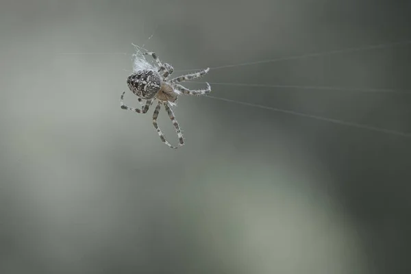 Kreuzspinnenschuss Kriechend Auf Einem Spinnenfaden Halloween Schreck Unscharfer Hintergrund Ein — Stockfoto