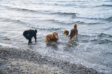 Goldendoodle ve Avustralya çoban köpekleri denizde oynuyorlar. Suyun içinde çok eğlenerek eğlenmek. Kumsalda bir hayvan resmi.