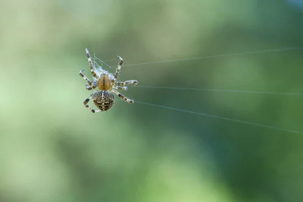 기어다니는 크로스 스파이더 할로윈 흐릿하다 곤충들 사이에서의 사냥꾼 — 스톡 사진