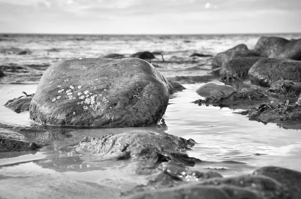 黒と白の大きな石は海のビーチで水に取り込まれます 晴れた日にデンマークの海岸 水面に映る風景 — ストック写真
