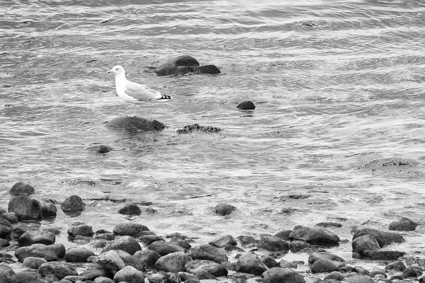 黒と白で撮影デンマークの海に石のビーチ 石の上にカモメと 水面に映る風景 — ストック写真