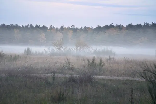 Terrain Aride Avec Brouillard Sur Herbe Bruyère Danemark Face Des — Photo