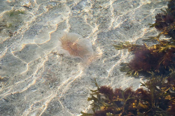 Пожежна Медуза Узбережжі Плаває Солоній Воді Пісок Фоновому Режимі Хвилями — стокове фото