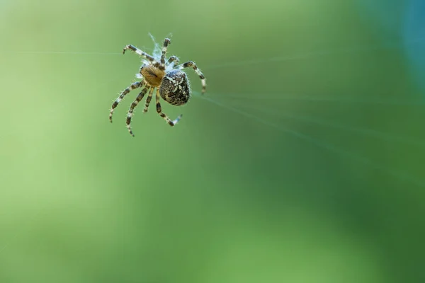 거미줄로 거미를 교차시키고 먹이를 있습니다 흐릿하다 곤충들 사이에서의 사냥꾼 — 스톡 사진