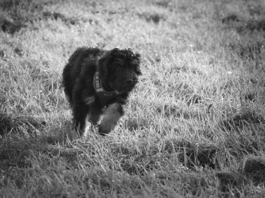Çayırda oynayan altın renkli köpek yavrusu. Hayvan tüyü alerjisine neden olmayan melez bir köpek. Siyah ve Tan Coat. Bir köpeğin hayvan fotoğrafı.