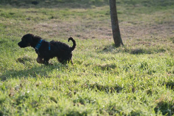 Goldendoodle Cachorro Jugando Prado Perro Híbrido Que Causa Alergia Pelo — Foto de Stock