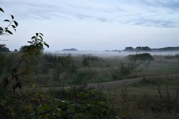 Борозни Туманом Траві Вересу Данії Перед Дюнами Дерева Хмари Містичному — стокове фото