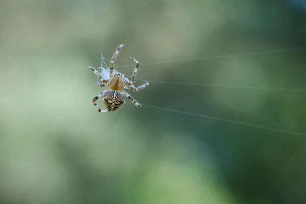 Křížový Pavouk Plazil Pavoučím Vlákně Haloweenský Strach Rozmazané Pozadí Užitečný — Stock fotografie