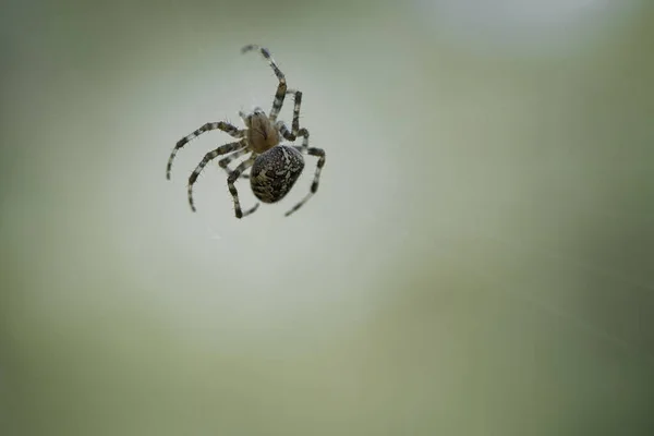 Σταυρωτή Αράχνη Που Σέρνεται Κλωστή Αράχνης Απόκριες Θολή Ιστορία Ένας — Φωτογραφία Αρχείου