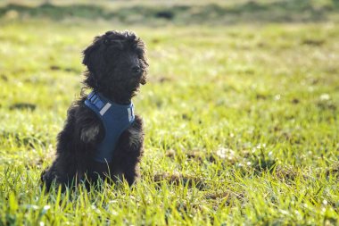 Çayırda duran altın sarısı köpek yavrusu. Bak oynamaya davet ediyor. Siyah kıvırcık manto. Tüy dökmeyen bir aile köpeği. Bir köpeğin hayvan fotoğrafı.