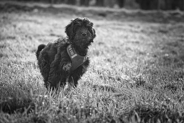 黒い白い撮影で黄金のドドル子犬 牧草地に立っている 遊びに誘ってる 黒の巻きコート 流すことのない家族の犬 犬の動物写真 — ストック写真