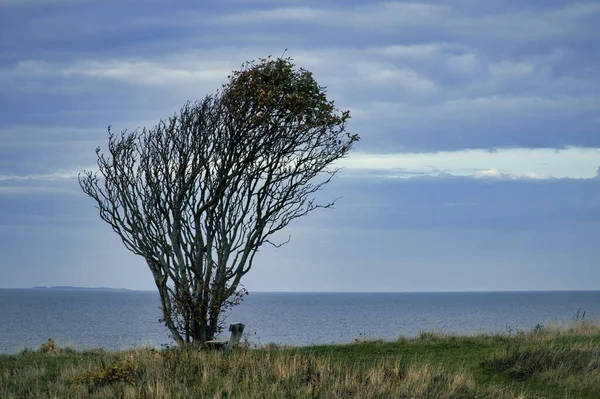 Дерево Зігнуте Вітром Лавиною Скелі Біля Моря Вид Данії Каттегат — стокове фото
