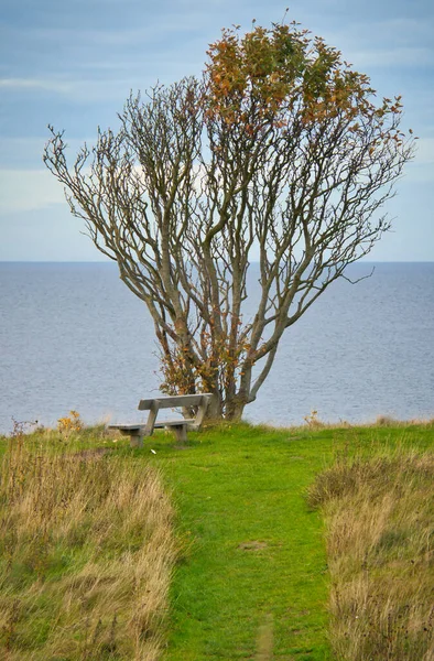 Дерево Зігнуте Вітром Лавиною Скелі Біля Моря Вид Данії Каттегат — стокове фото