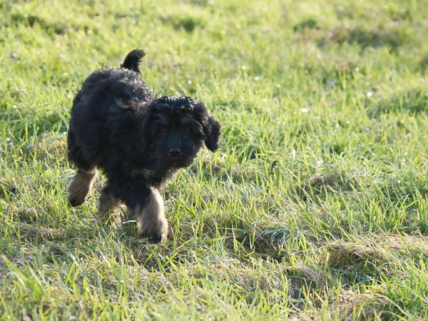 Goldendoodle Cachorro Jugando Prado Perro Híbrido Que Causa Alergia Pelo — Foto de Stock