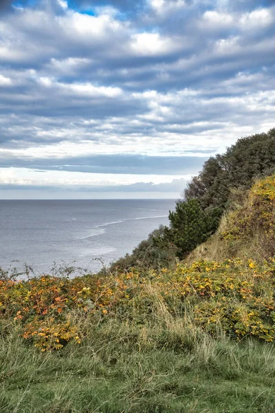 Голодні Данія Скелі Видом Море Балтійське Узбережжя Трав Яниста Лука — стокове фото