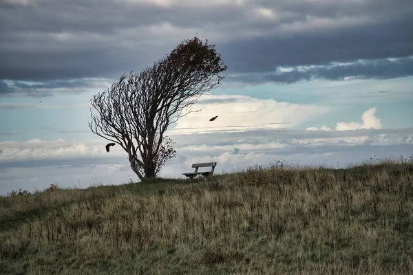 树被风吹弯了 在悬崖上的长椅被海风吹弯了 在丹麦的Kattegatt视图 徒步旅行时休息一下 波罗的海的风景拍摄 — 图库照片