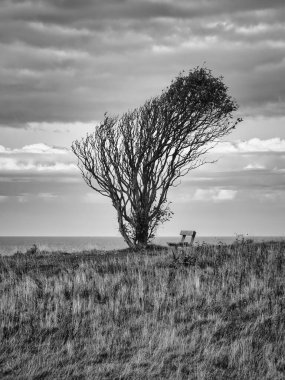 Rüzgâr tarafından eğilmiş, siyah beyaz bir ağaç, deniz kıyısındaki bir uçurumun kenarında bankı var. Danimarka 'da Kattegatt' i izleyin. Yürüyüş sırasında mola. Baltık Denizi 'nden manzara