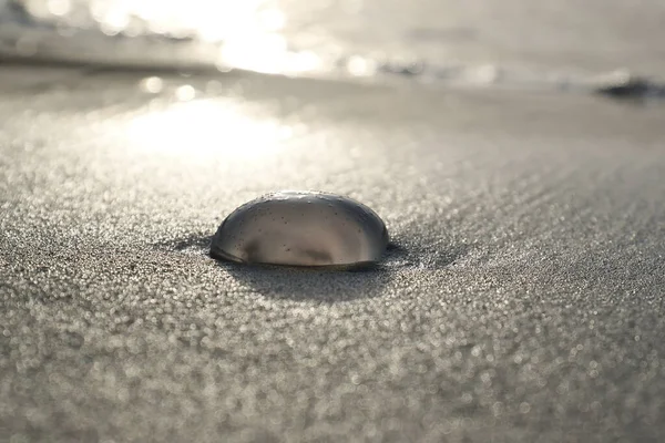 Mrtvé Tělo Medúzy Leží Pláži Písku Před Mořem Fotografie Krajiny — Stock fotografie