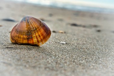 Danimarka 'nın Blavand sahilinde gün batımında martılı Stone Groyne. Sahilde manzara görüntüsü