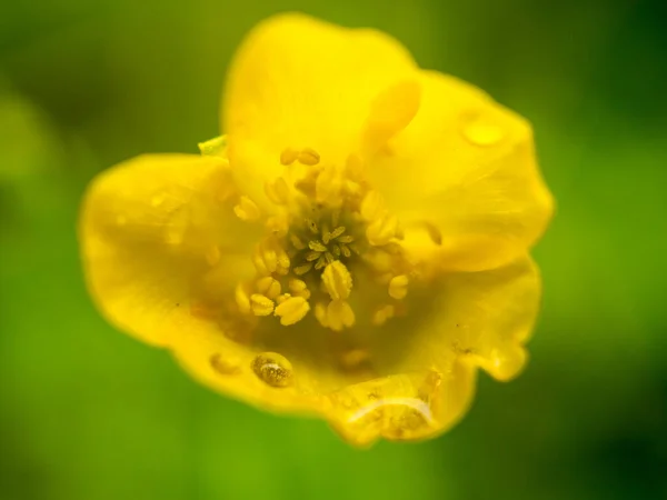 stock image Wild flowers with light mood in bokeh. Fine petals. Nature shot from the plant world. Flowers image