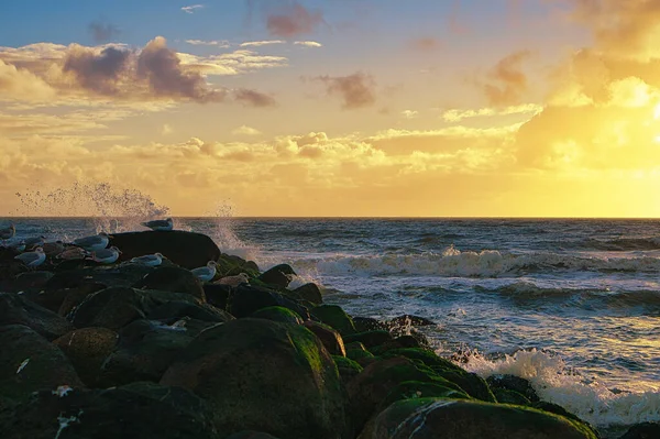 Stone Groyne Seagull Sunset Beach Blavand Denmark Landscape Shot Coast — Stock Photo, Image
