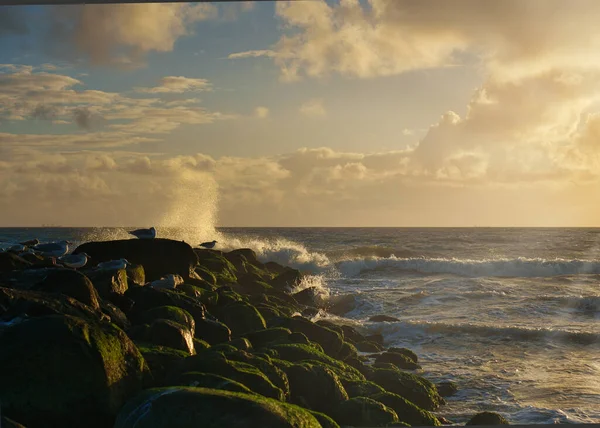 Kamenná Groyna Rackem Při Západu Slunce Pláži Blavand Dánsku Krajina — Stock fotografie