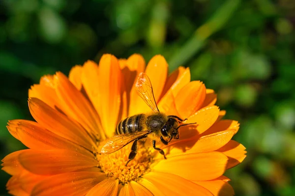 タンポポの花のマクロに蜜を集める蜂 自然からのマクロショット 昆虫写真 ストックフォト