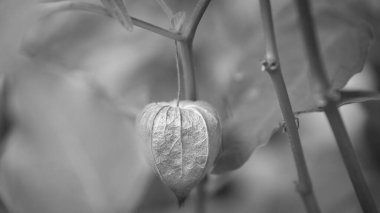 Physalis, bektaşi üzümlü pelerin, siyah beyaz alınıp çalılara asılıyor. Yeşil yapraklı portakal meyvesi. Vitamin zengini meyve. Bahçeden yaklaş