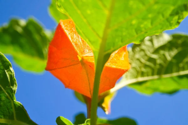 Physalis Grosellero Capa Cuelga Del Arbusto Fruta Naranja Con Hojas — Foto de Stock