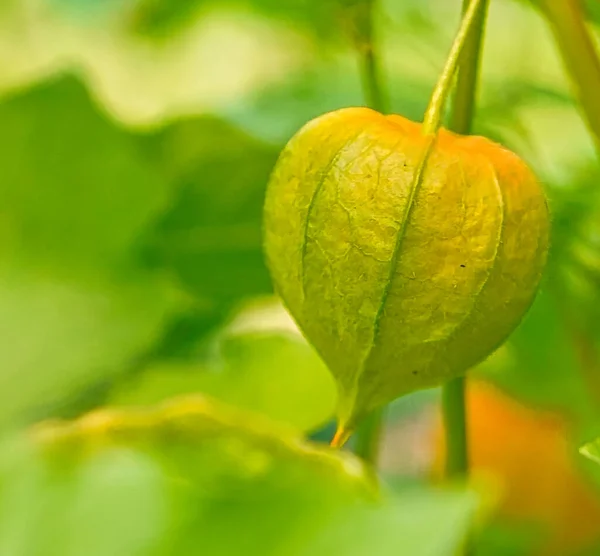Ripe Physalis Cape Gooseberry Hangs Bush Orange Fruit Green Leaves — Stock Photo, Image