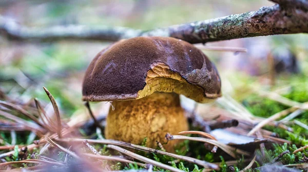 棕色帽子 森林地面上的蘑菇 用苔藓和松针 在森林里采集的食用菌 照片来自大自然 — 图库照片