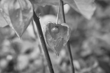 Physalis siyah beyaz fotoğraflandı, açık tenli, içindeki meyvenin görüntüsü. Bahçedeki vitamin zengini meyveler. Atıştırmalık yiyecek.