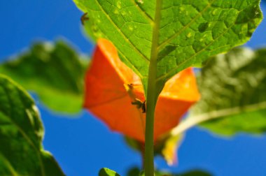 Physalis, bektaşi üzümü pelerini çalılıkta asılı. Yeşil yapraklı portakal meyvesi. Vitamin zengini meyve. Bahçeden yaklaş