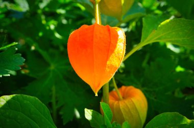 Physalis, bektaşi üzümü pelerini çalılıkta asılı. Yeşil yapraklı portakal meyvesi. Vitamin zengini meyve. Bahçeden yaklaş