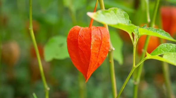 stock image Physalis, cape gooseberry hangs on the bush. Orange fruit with green leaves. Vitamin rich fruit. Close up from garden