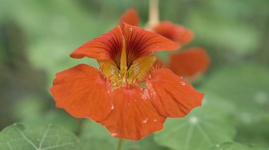 Çalının üzerinde turuncu renkli Nasturtium ve çiçeğin üzerinde çiy damlaları. Piliçte salata için baharat. Doğa fotoğrafı.