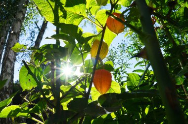 Güneş ışınları fisalis çalılarının arasından, bektaşi üzümlü pelerinlerin içinden parlar. Yeşil yapraklı portakal meyvesi. Vitamin zengini meyve. Bahçeden yaklaş