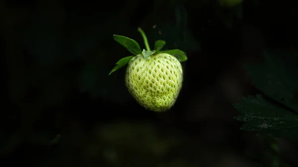 庭に緑のイチゴとイチゴの植物 果実はまだ熟していません 自然の植物写真 — ストック写真
