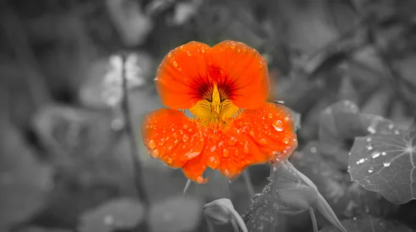 花に露が落ちるブッシュ上のオレンジ色のナストリウム ひよこ豆のサラダ用スパイス 自然写真 — ストック写真