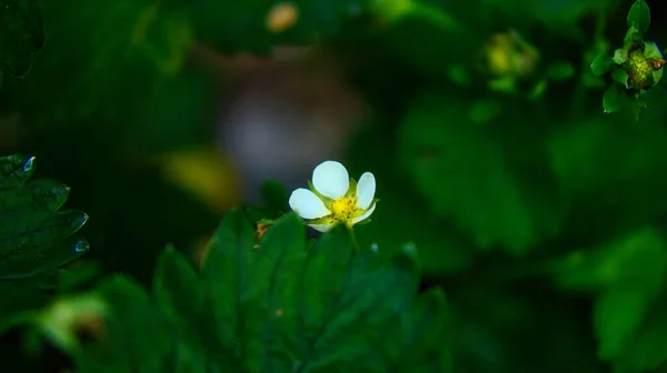 Truskawka Białymi Kwiatami Ziemi Ogrodzie Owoce Jeszcze Nie Dojrzały Fotografia — Zdjęcie stockowe